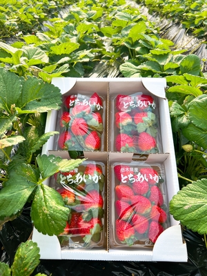 新鮮朝採れ　とちあいか　1箱　4パックセット