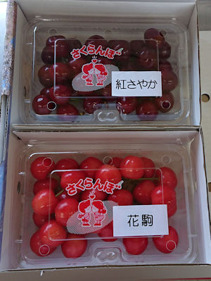 さくらんぼ | わたなべ果樹園