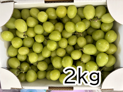 【ｸｰﾙ】ぶどう　【H】粒抜き2.1kg（シャイン）