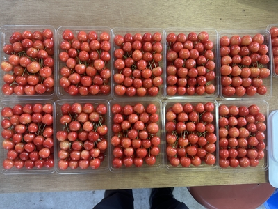 さくらんぼ　佐藤錦【A】