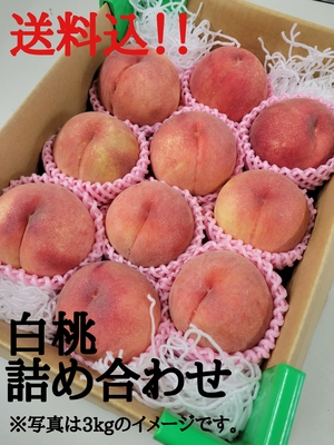 【品種おまかせ】白桃詰合せ３㎏(送料込み)