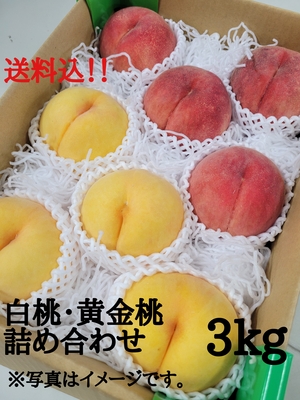 【品種おまかせ】白桃・黄金桃詰合せ３㎏(送料込み)