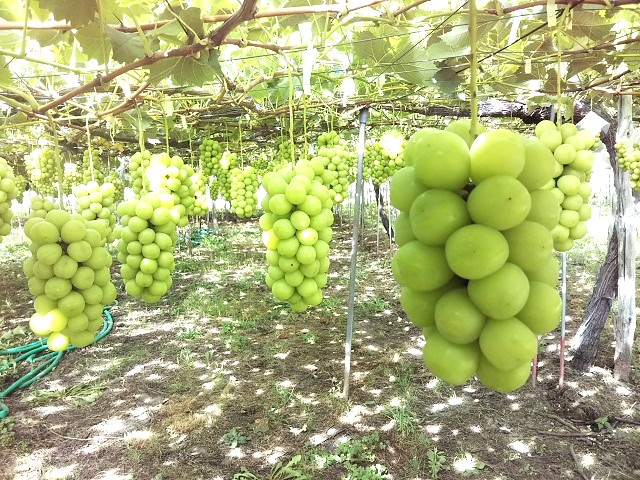 丸善葡萄園 「まほろばの里」高畠町のぶどう園