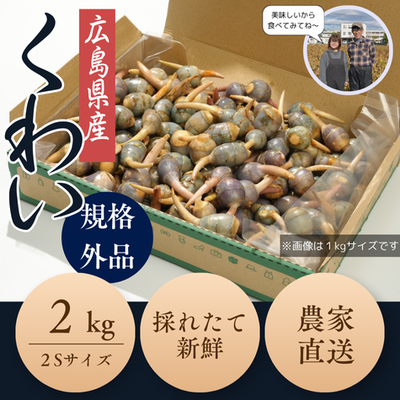 【予約販売10％OFF】広島県産くわい ２Sサイズ（２㎏）11月15日～11月30日まで