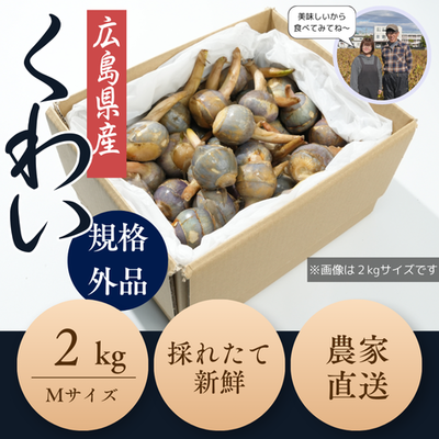 【予約販売10％OFF】広島県産くわい Mサイズ（２㎏）11月15日～11月30日まで
