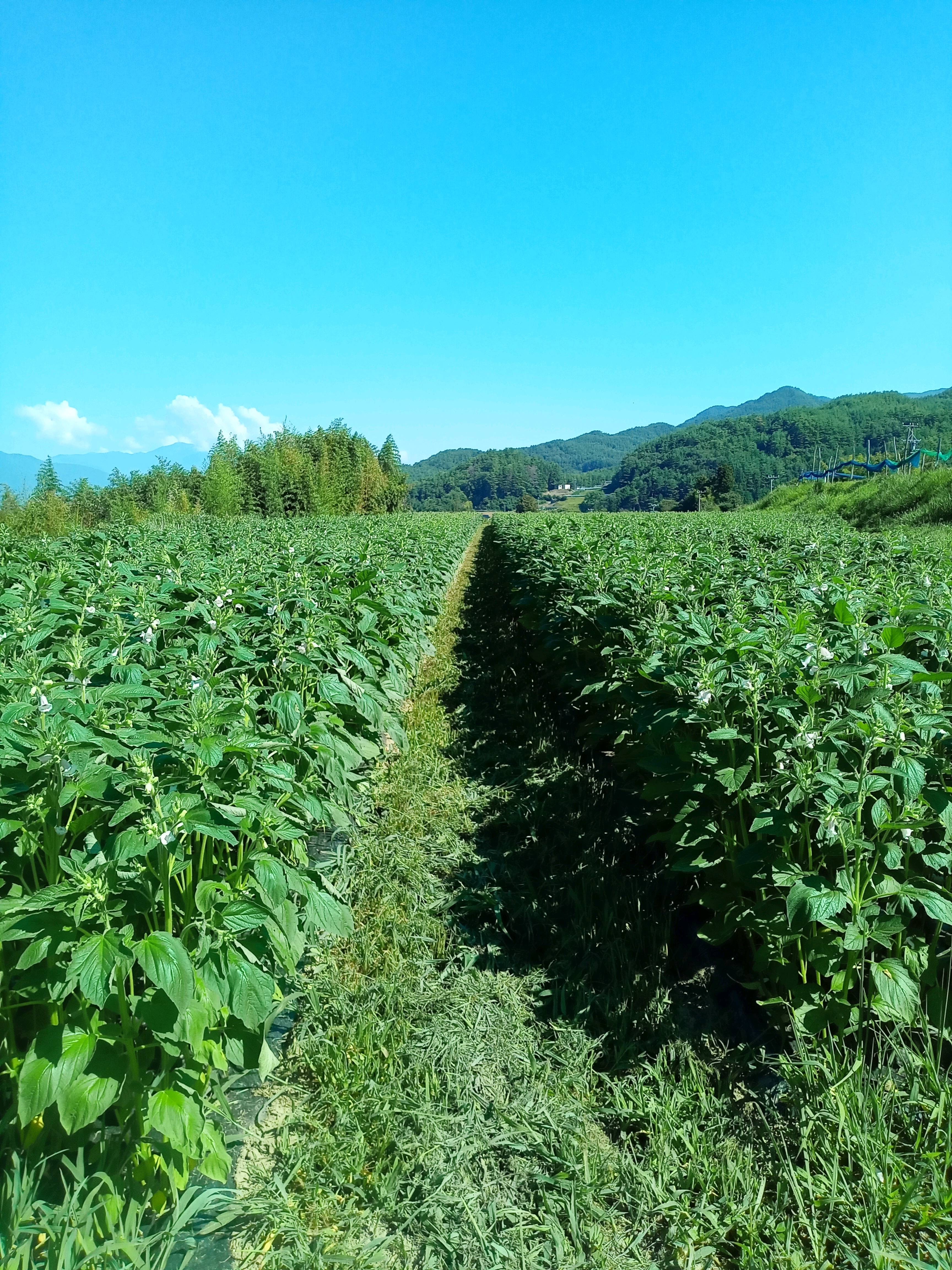 青空の下・ごまの圃場