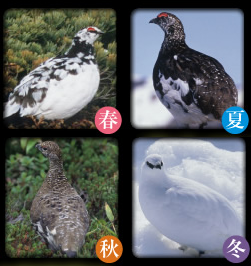 ライチョウ～立山に生きる～ | BBTオンラインショップ