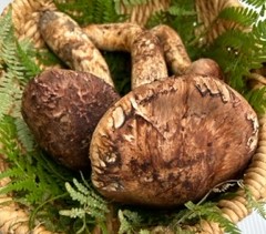 岩手県大槌町 岩手三陸 自然派松茸 小石農園