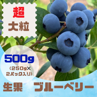 【超大粒】生果ブルーベリー　500g