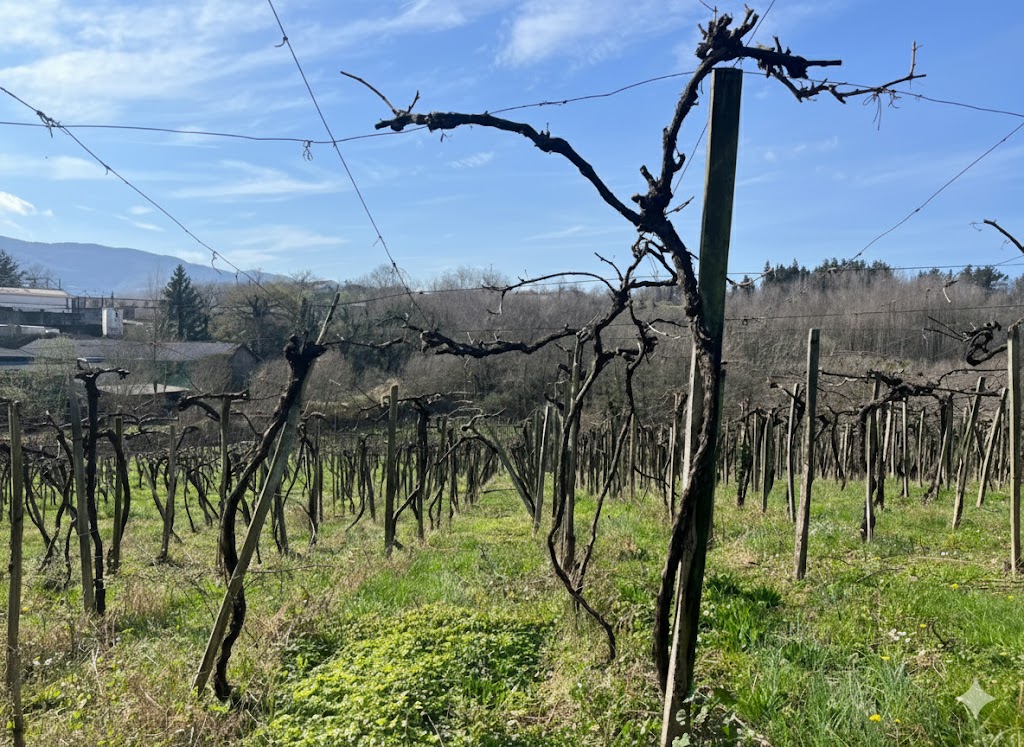 スドゥガライ畑