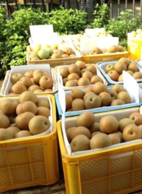 豊水 家庭用 5kg