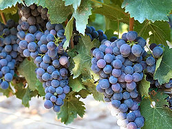 ネロ・ディ・トロイア種