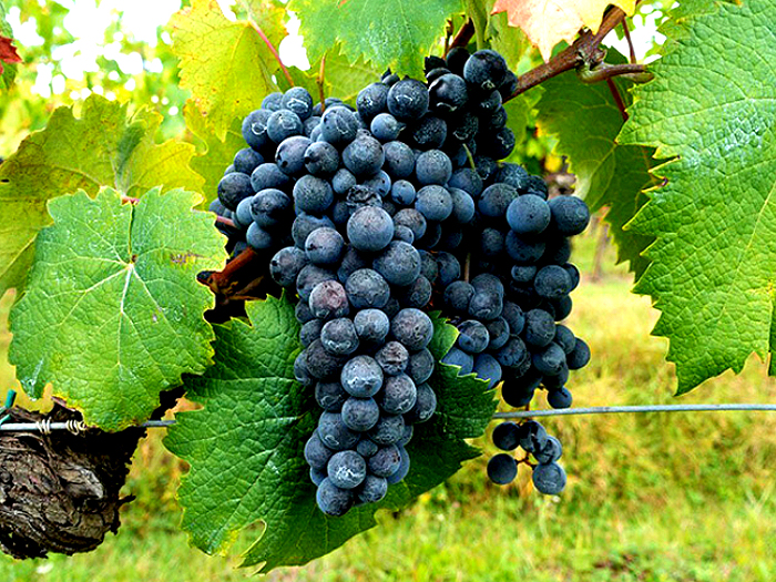 ラクリマ・ディ・モッロ・ダルバ種