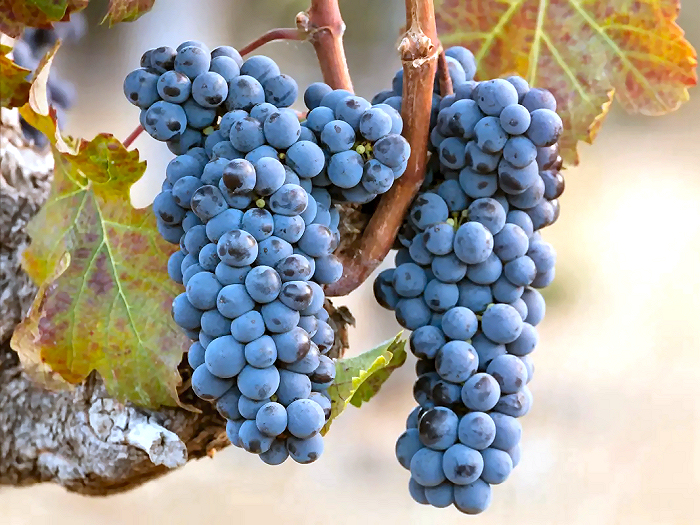 カベルネ・フラン種