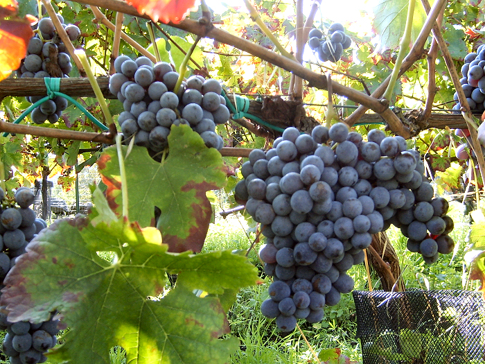 ネレッロ・マスカレーゼ種