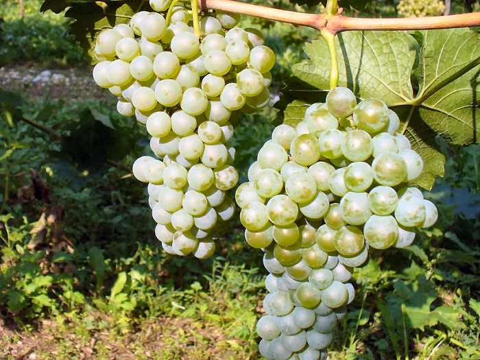 フリウラーノ種