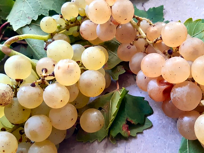 リボッラ・ジャッラ種