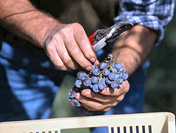 手作業での選別