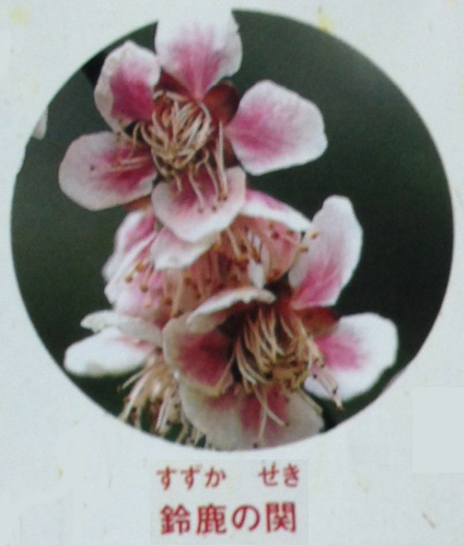 A全国の梅の花 | 南部川総本舗