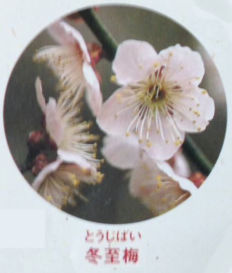 A全国の梅の花 | 南部川総本舗
