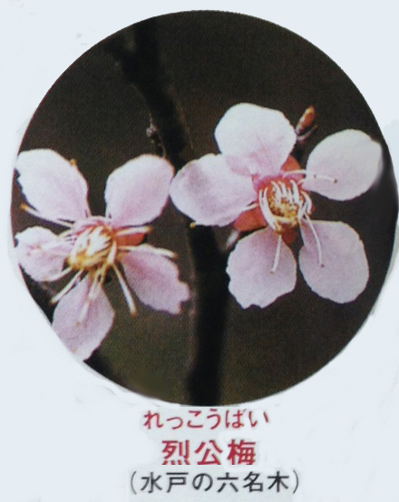 A全国の梅の花 | 南部川総本舗