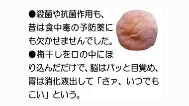 白干し梅(丙申年の梅)400g・南高梅 | 南部川総本舗