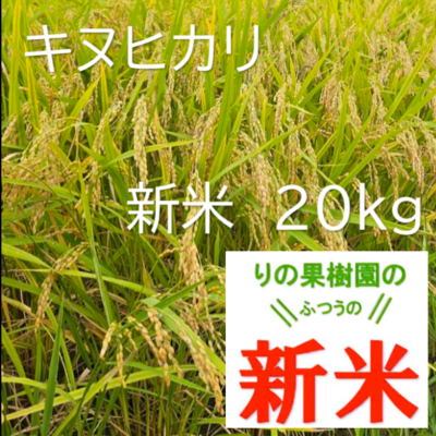 新米キヌヒカリ　20kg　白米　