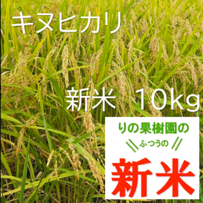 新米キヌヒカリ　10kg　白米　