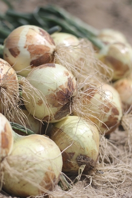 新玉ねぎ　約２キロ（箱込み）