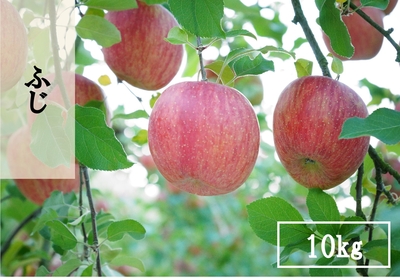 ふじ（売り切れ） | 石井りんご園ショップ