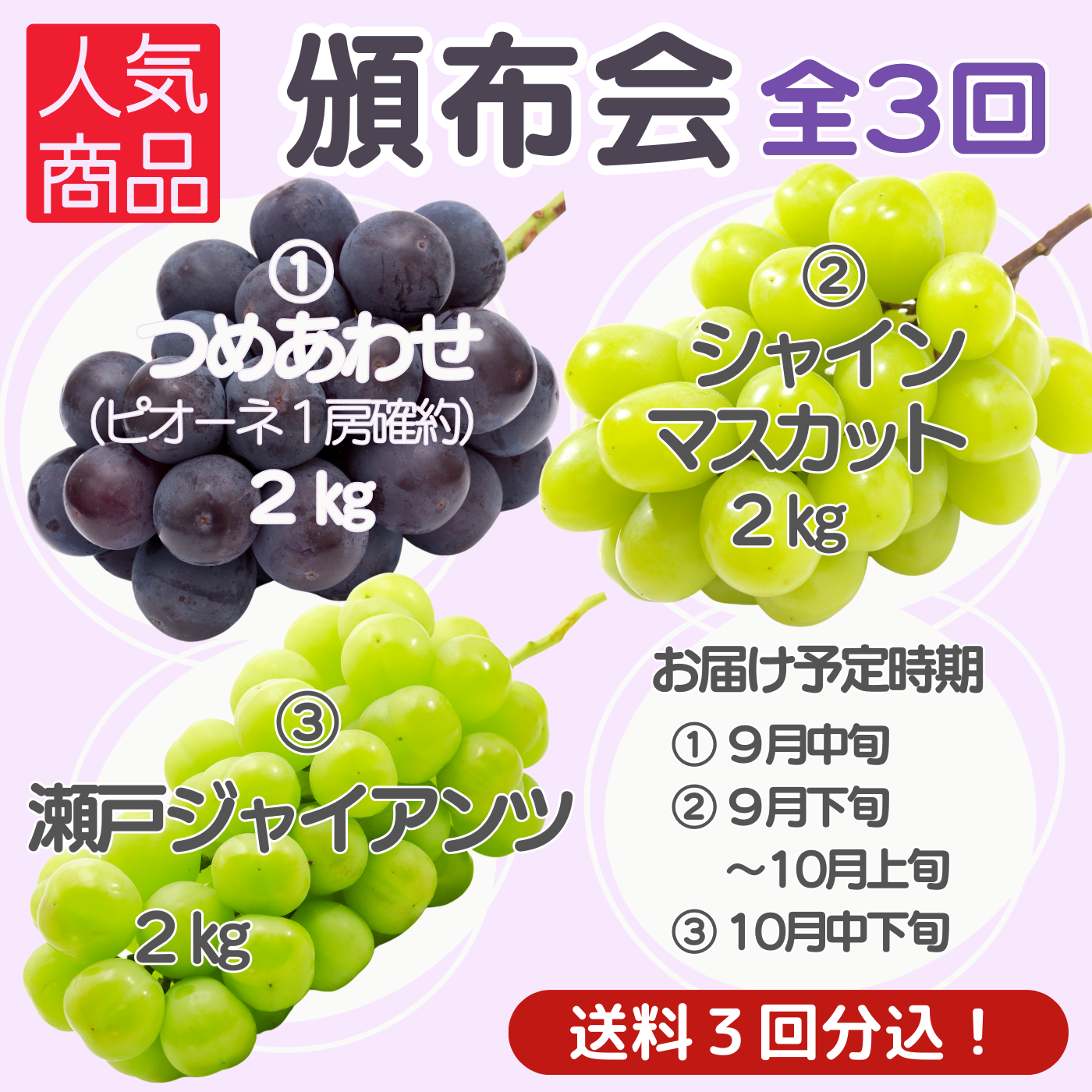 2025年度ぶどう頒布会（全3回お届け）岡山、てるてるファーム、森田