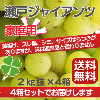 家庭用・瀬戸ジャイアンツ（2kg強）×４セット