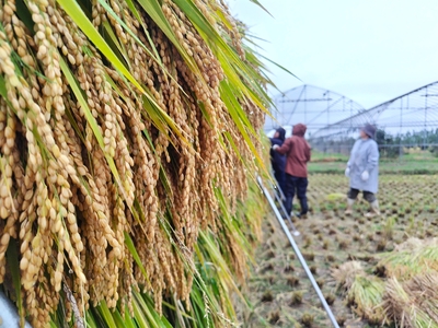 はざかけ米　風さやか５キロ