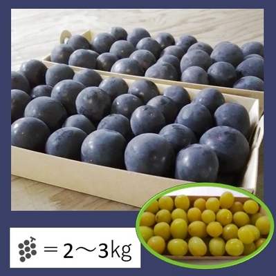 寄贈＜季節のぶどう詰合せ＞