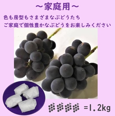 巨峰家庭用　１．２キロ