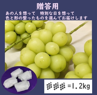 シャインマスカット贈答用１．２キロ