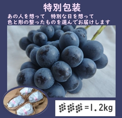 ナガノパープル特別包装１．２キロ
