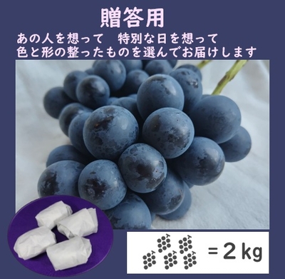 ナガノパープル贈答用２キロ