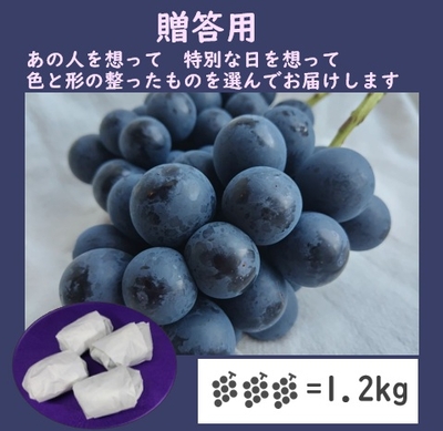ナガノパープル贈答用１．２キロ