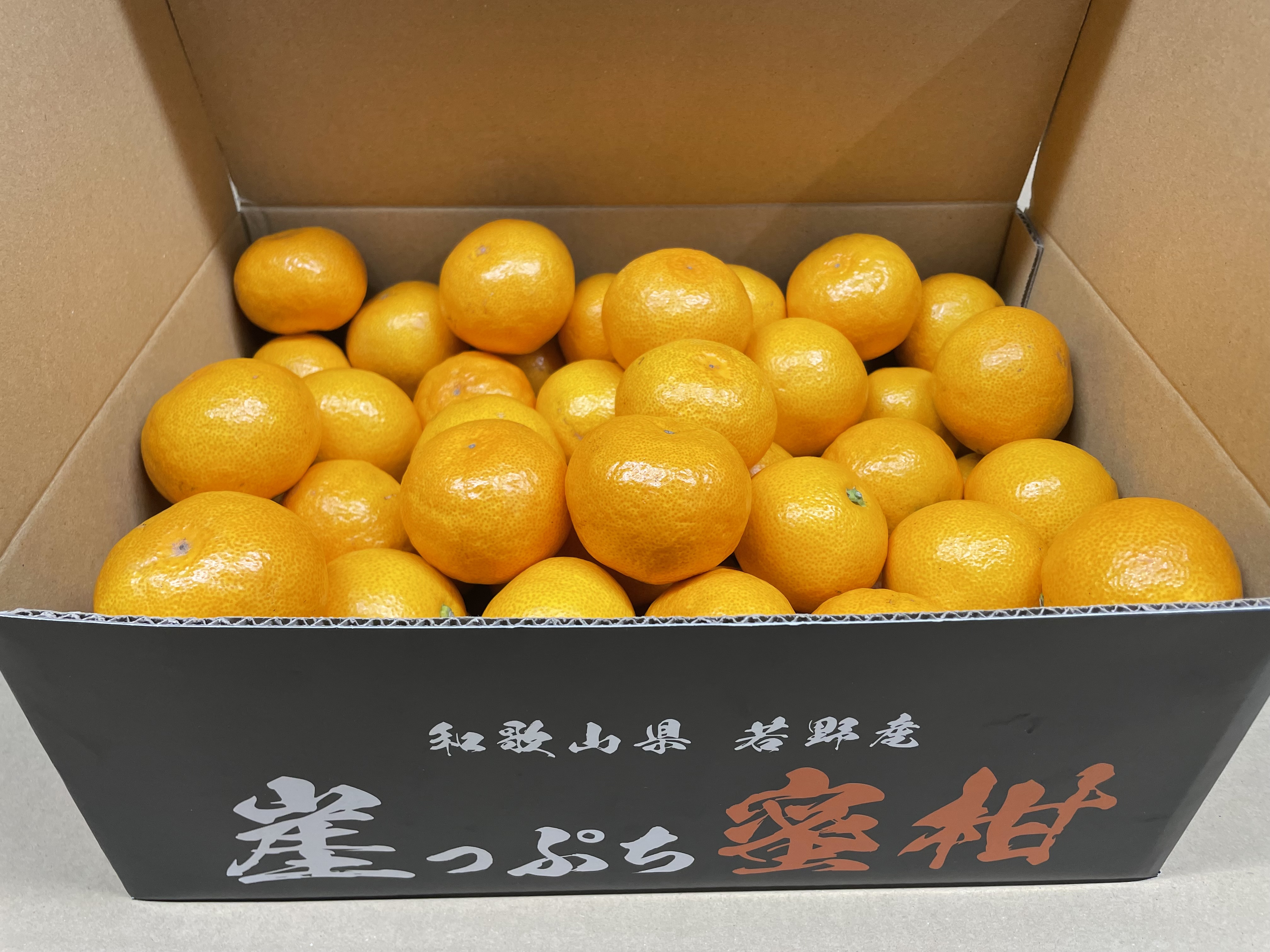 崖っぷち蜜柑 5kg 進物用 送料込み | 崖っぷち蜜柑