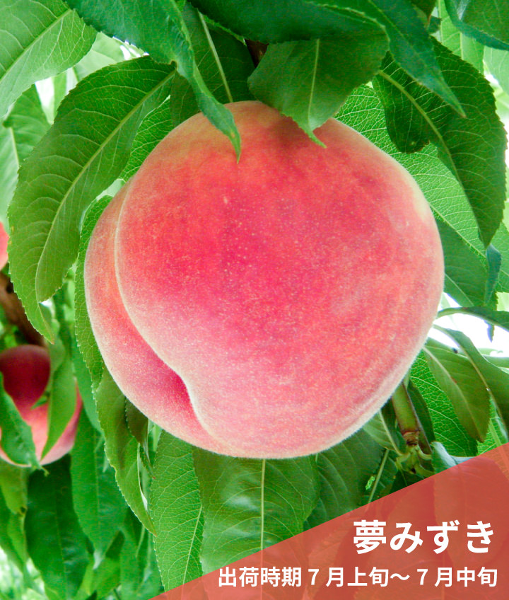 夢みずき（出荷時期 7月上旬～7月中旬）
