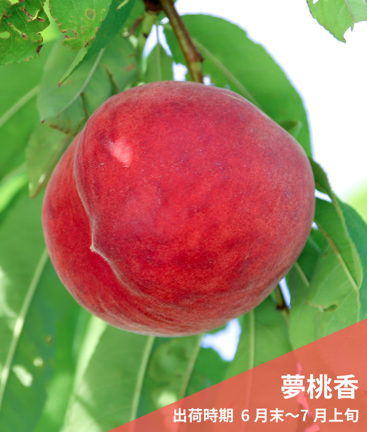 夢桃香（出荷時期  6月末〜7月上旬）