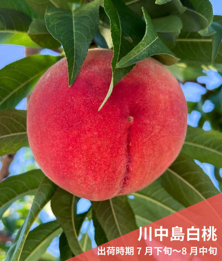 川中島白桃（出荷時期 7月下旬〜8月中旬）
