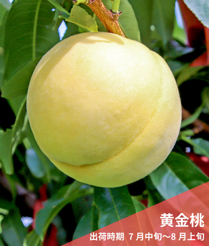 黄金桃（出荷時期  7月中旬〜8月上旬）