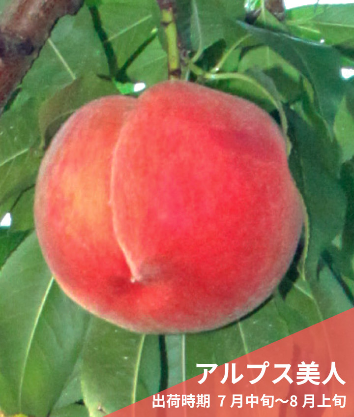 アルプス美人（出荷時期  7月中旬〜8月上旬）