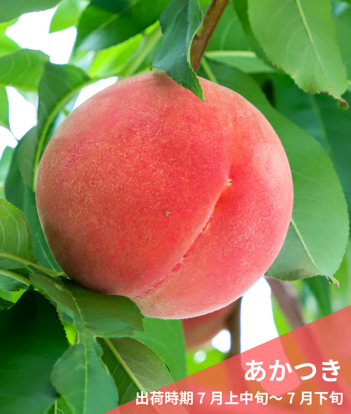 あかつき（出荷時期 7月上中旬～7月下旬）