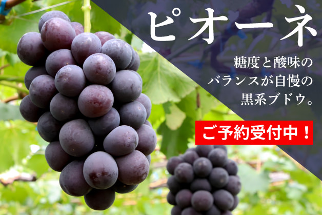 ピオーネ　３～４房入り