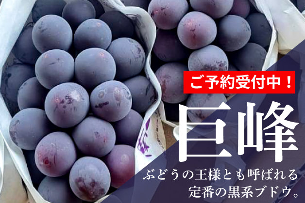巨峰　３～４房入り