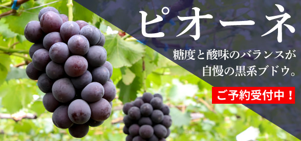 ピオーネ　３～４房入り