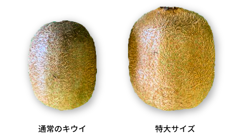 通常サイズと特大サイズの比較写真